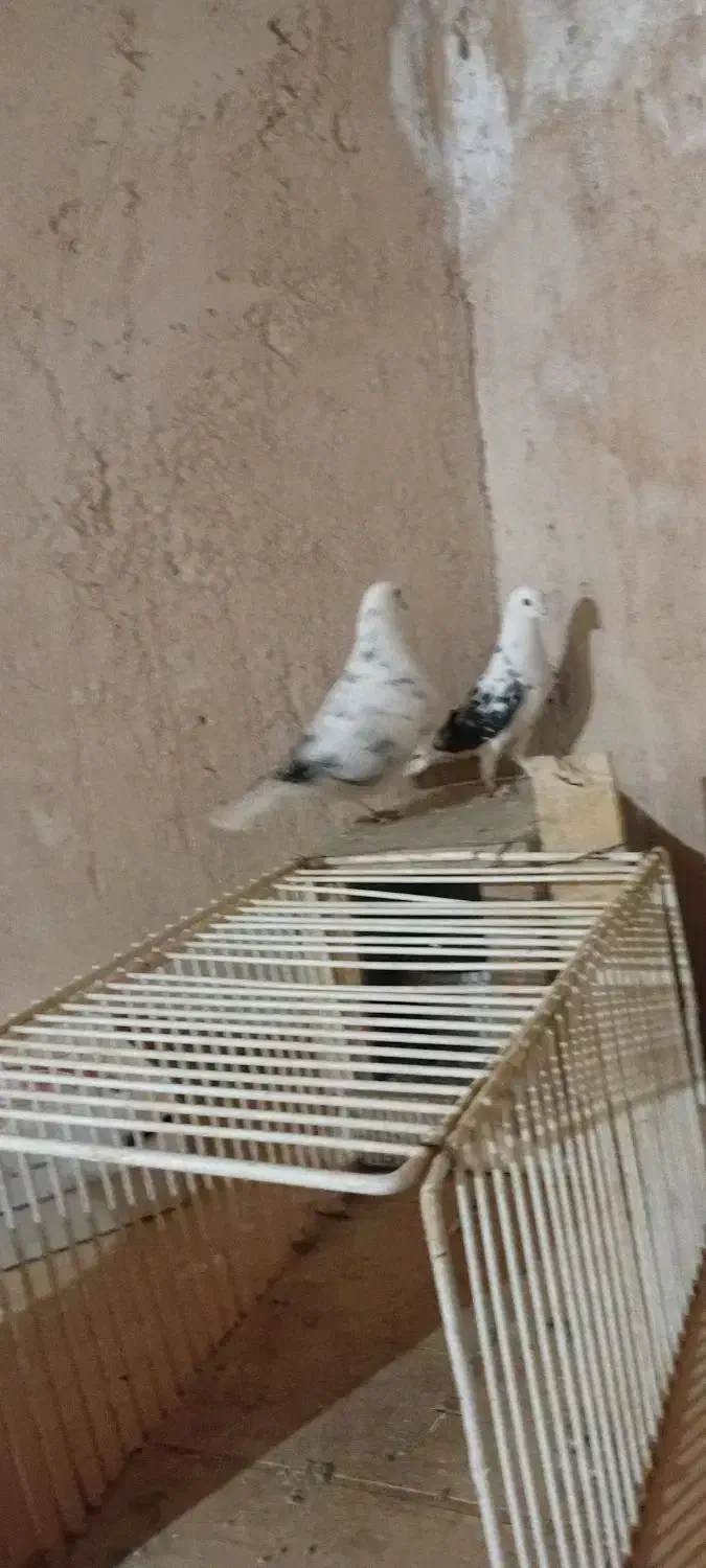 یهجفتکبوتر|پرنده|لاران, |دیوار