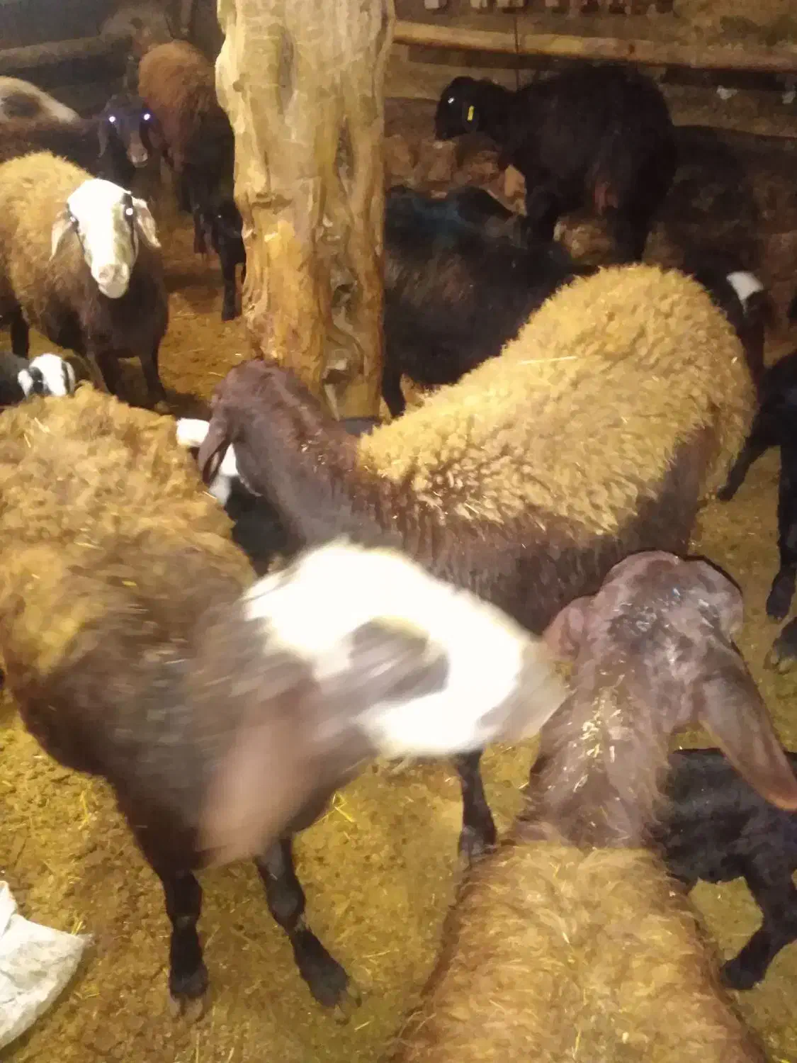 گوسفند|حیوانات مزرعه|فیروزکوه, |دیوار