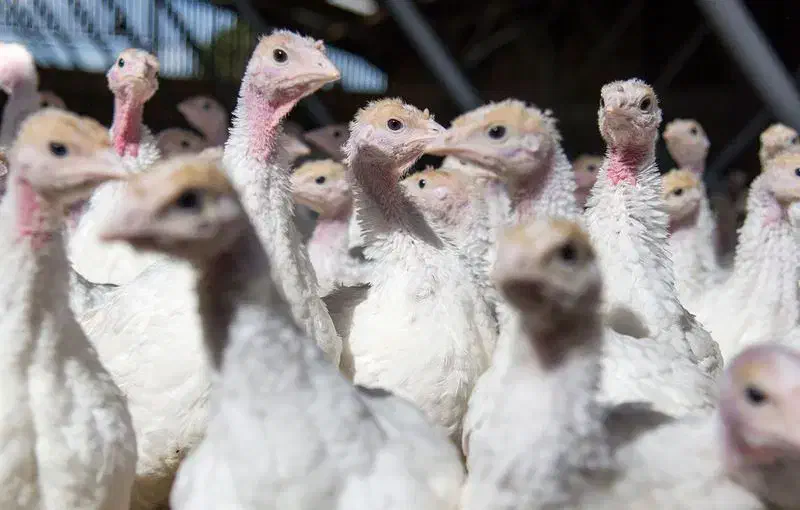 تعداد ۸۰ عدد بوقلمون ۲ماه و نیم|حیوانات مزرعه|فرمهین, |دیوار