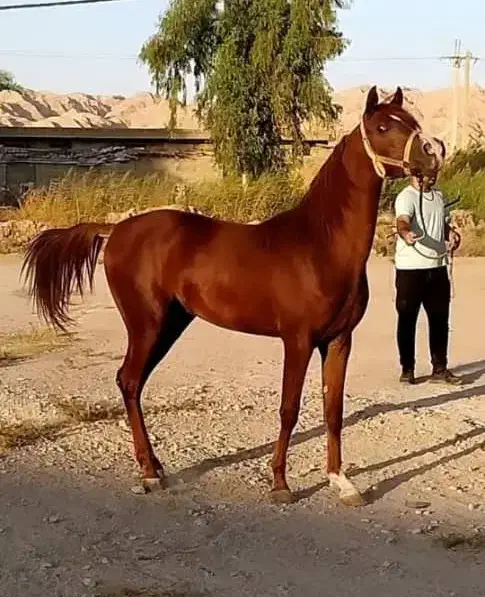 اسب عرب|اسب و تجهیزات اسب‌سواری|اهواز, شریعتی جنوبی|دیوار