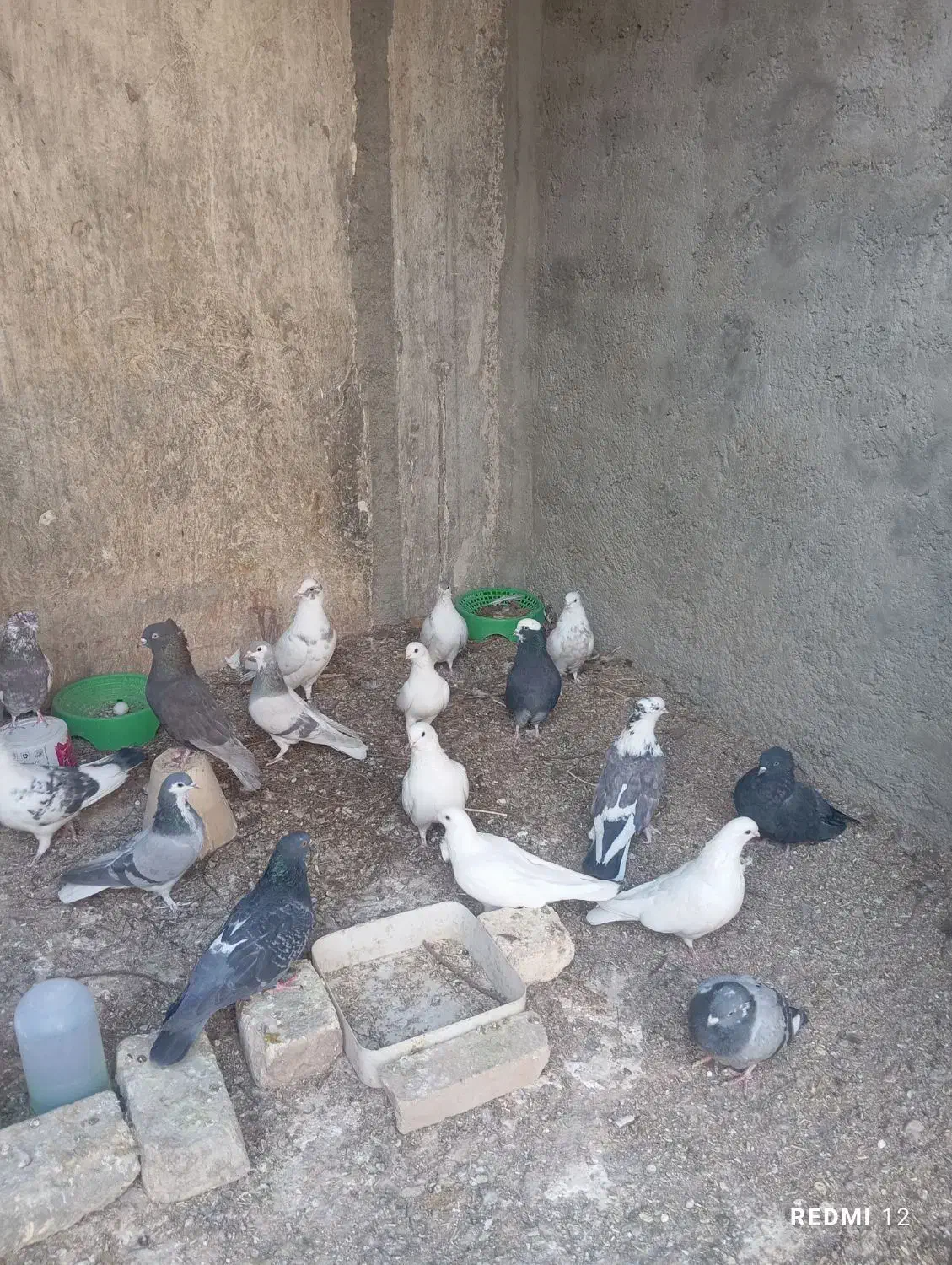 فروش تعدادی کبوتر|پرنده|اصفهان, اندوان|دیوار