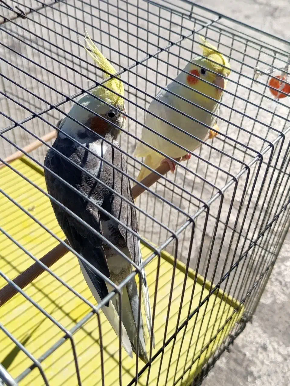 عروس هلندی|پرنده|شوط, |دیوار