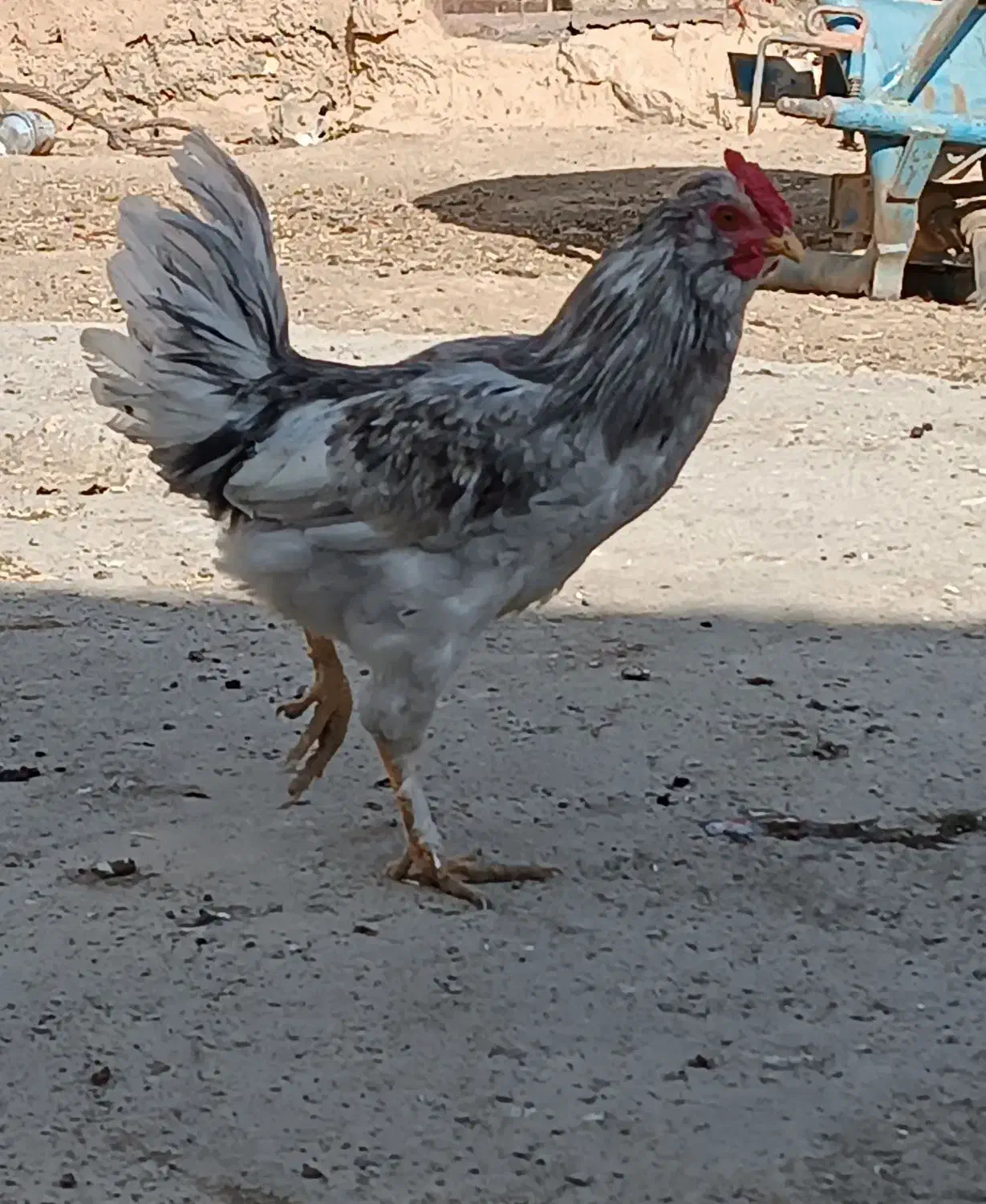 فروش خروس جوان و زیبا جهت قربانی کردن و نسل کشی|حیوانات مزرعه|معصومیه, |دیوار