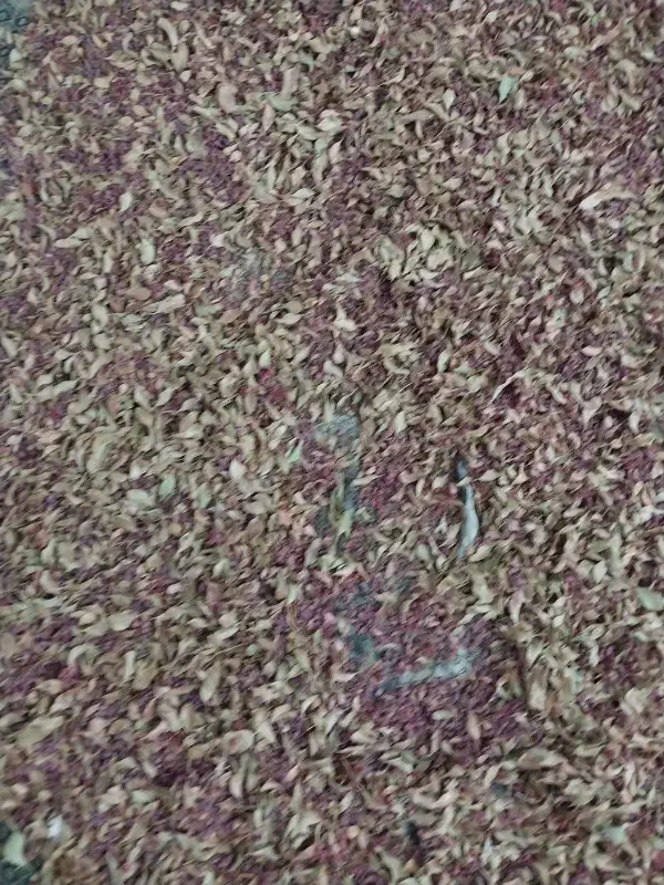 زرشک فروشی|خدمات باغبانی و درختکاری|سده (خراسان جنوبی), |دیوار