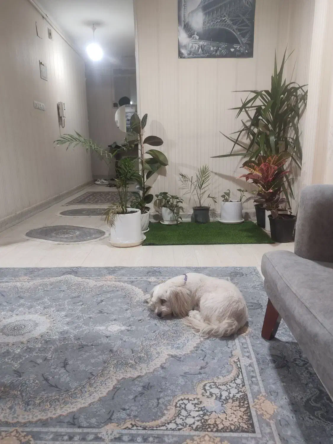 گمشده|حیوانات|بلده, |دیوار