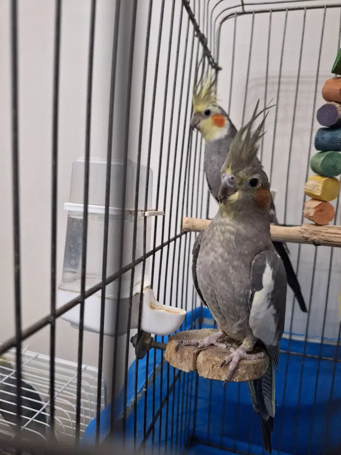 ۶ عدد عروس هلندی با قفس|پرنده|اسلامشهر, شهرک الهیه|دیوار