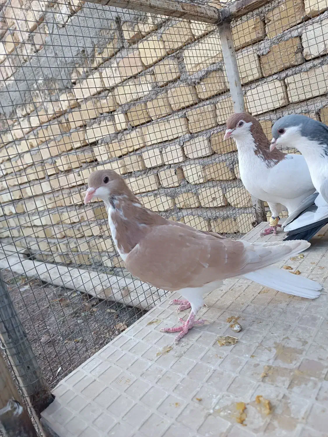 کبوتر|پرنده|دشتابی, |دیوار