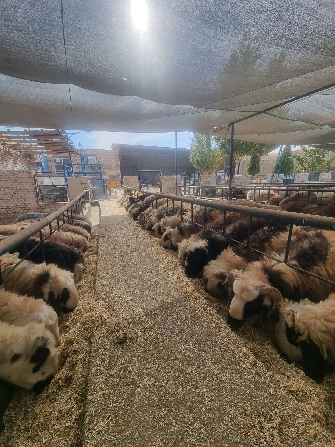 گوسفند بره نر و ماده|حیوانات مزرعه|یزد, |دیوار