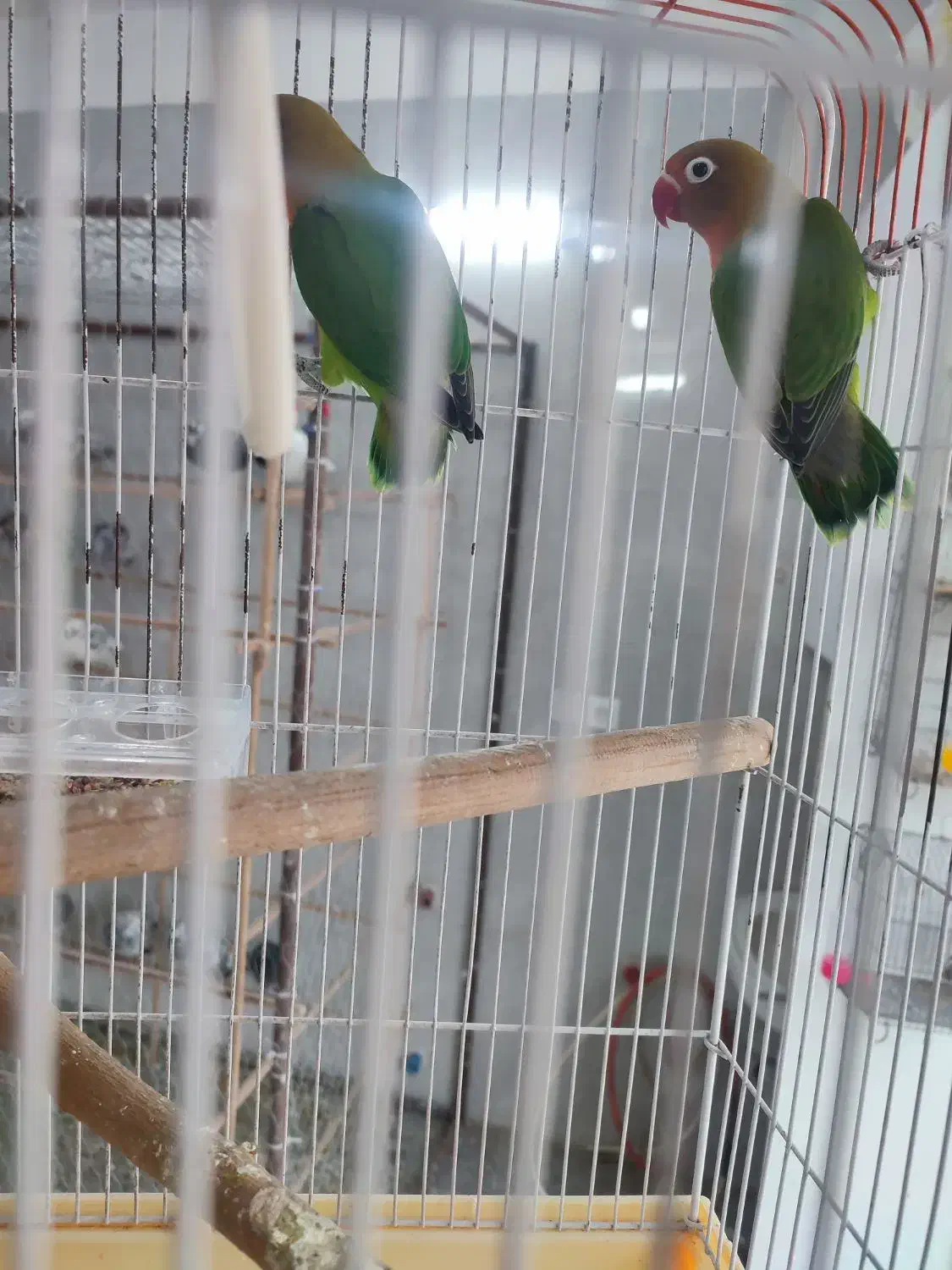 طوطی برزیلی|پرنده|رباط‌کریم, رباط‌کریم|دیوار