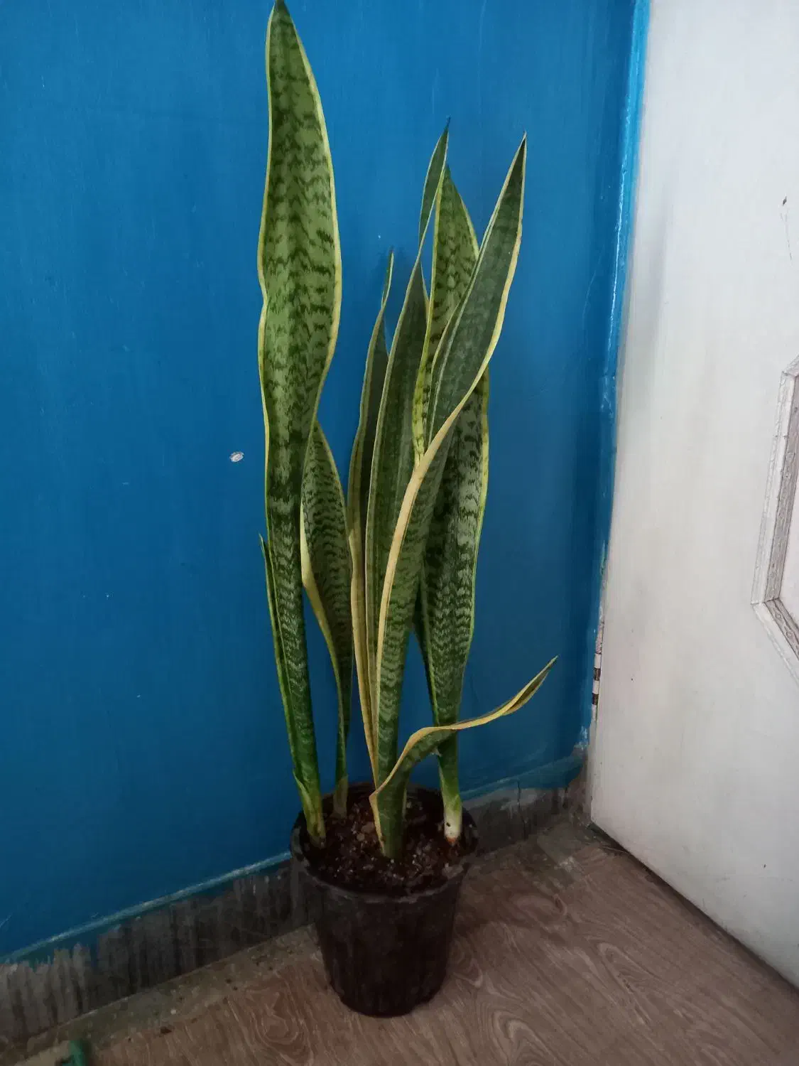 سانسوریا ابلق بلند|گل و گیاه طبیعی|بروجرد, |دیوار