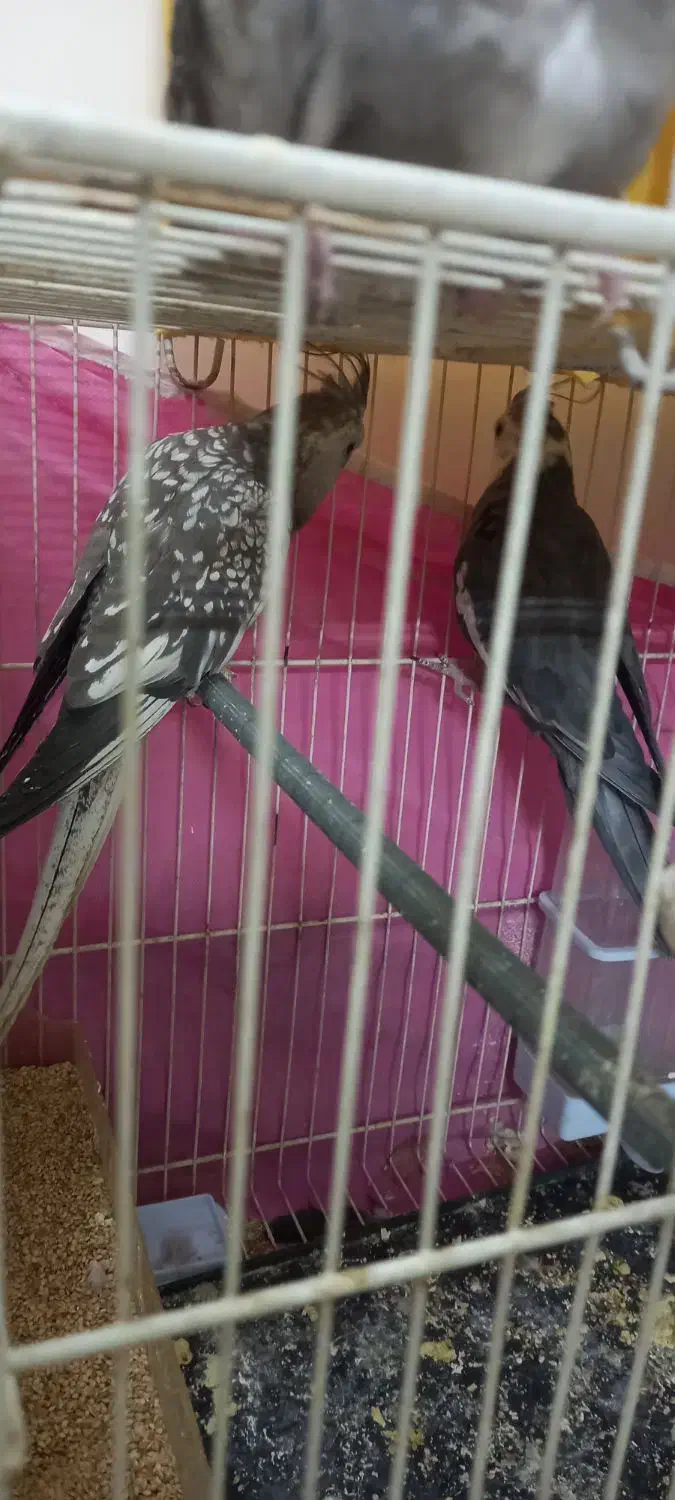 فروش یک جفت عروس هلندی|پرنده|گلبهار, شهر جدید گلبهار|دیوار