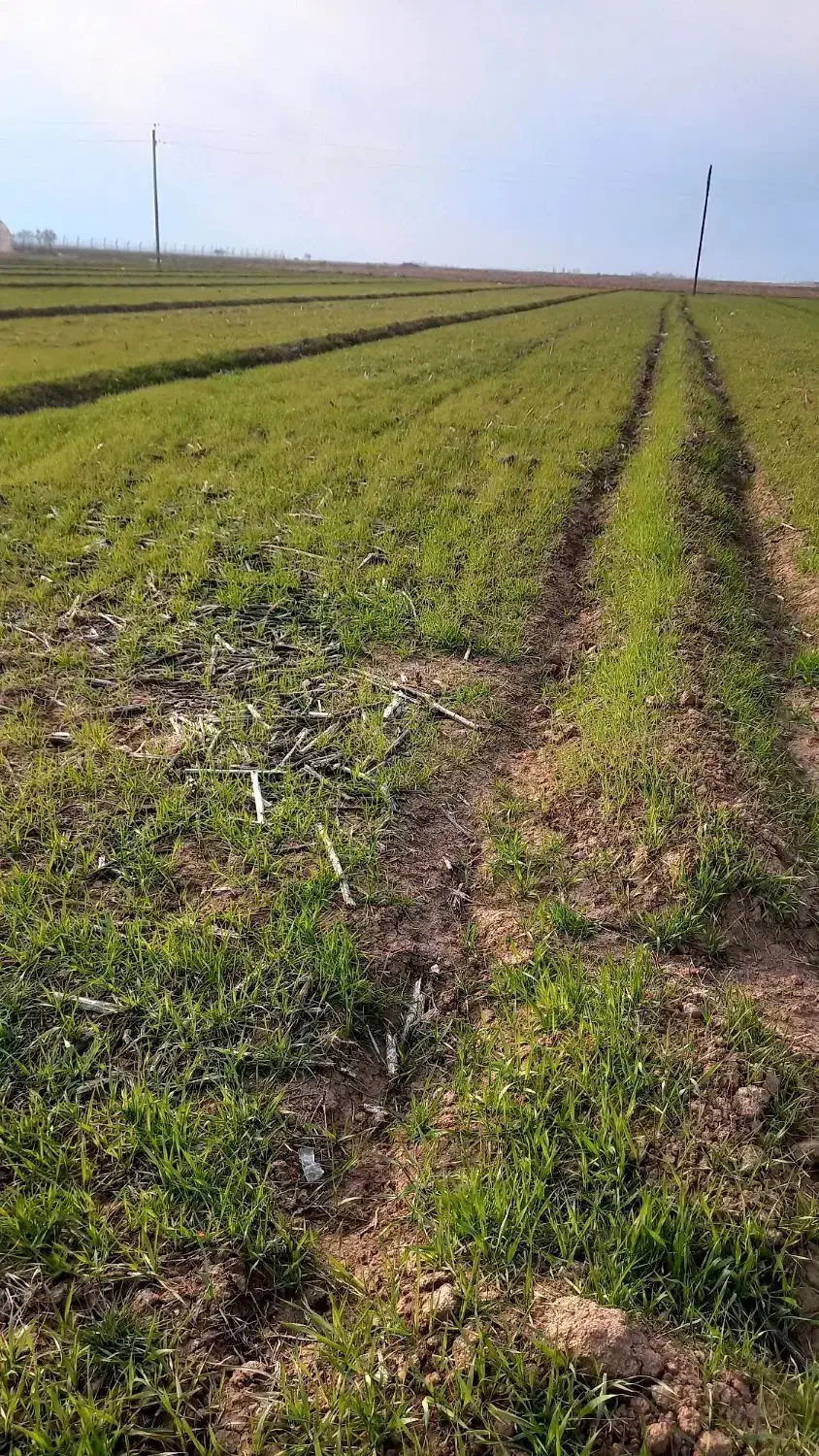 زمین کشاورزی دشتابی|فروش دفتر صنعتی، کشاورزی، تجاری|دشتابی, |دیوار