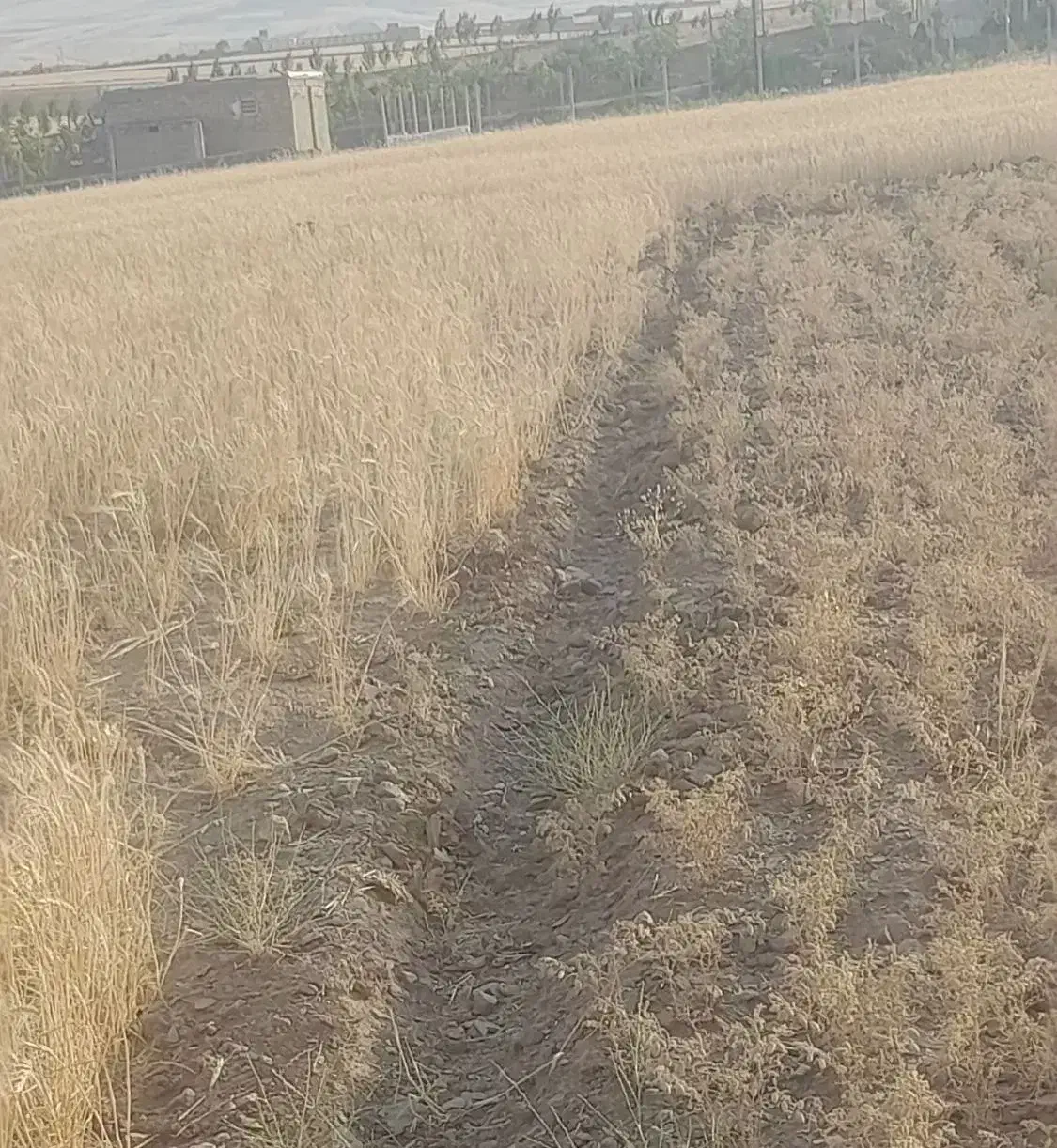 اجاره ۲ هکتار زمین اب زراعت بهاره .ایوانا.|اجارهٔ دفتر صنعتی، کشاورزی، تجاری|کازرون, |دیوار