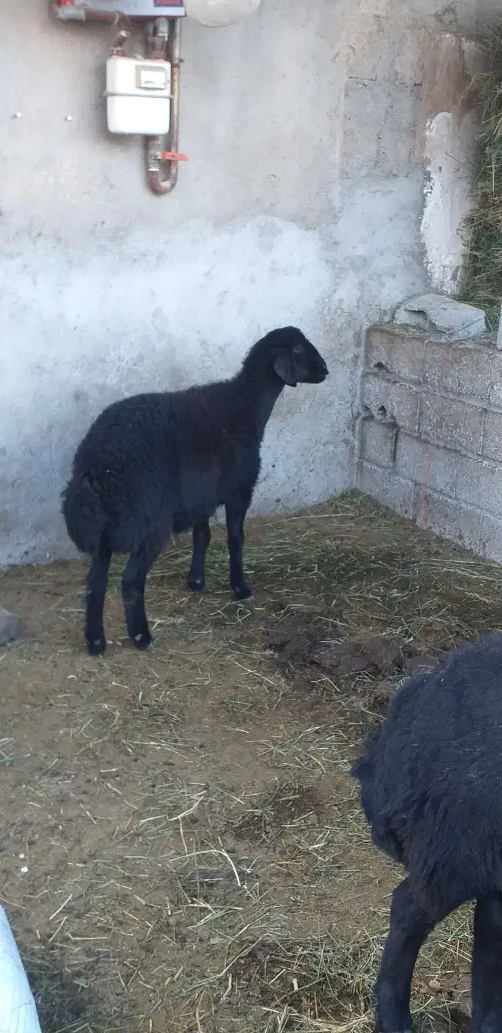دوتا گوسفند دامازلخ درجه یک|حیوانات مزرعه|بکتاش, |دیوار