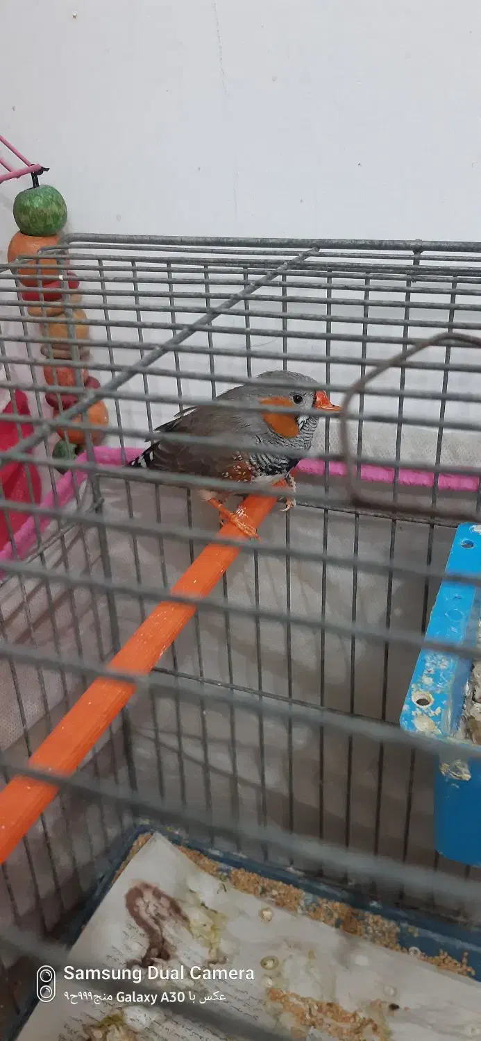 فنچ|پرنده|پاکدشت, شهرک امام رضا|دیوار