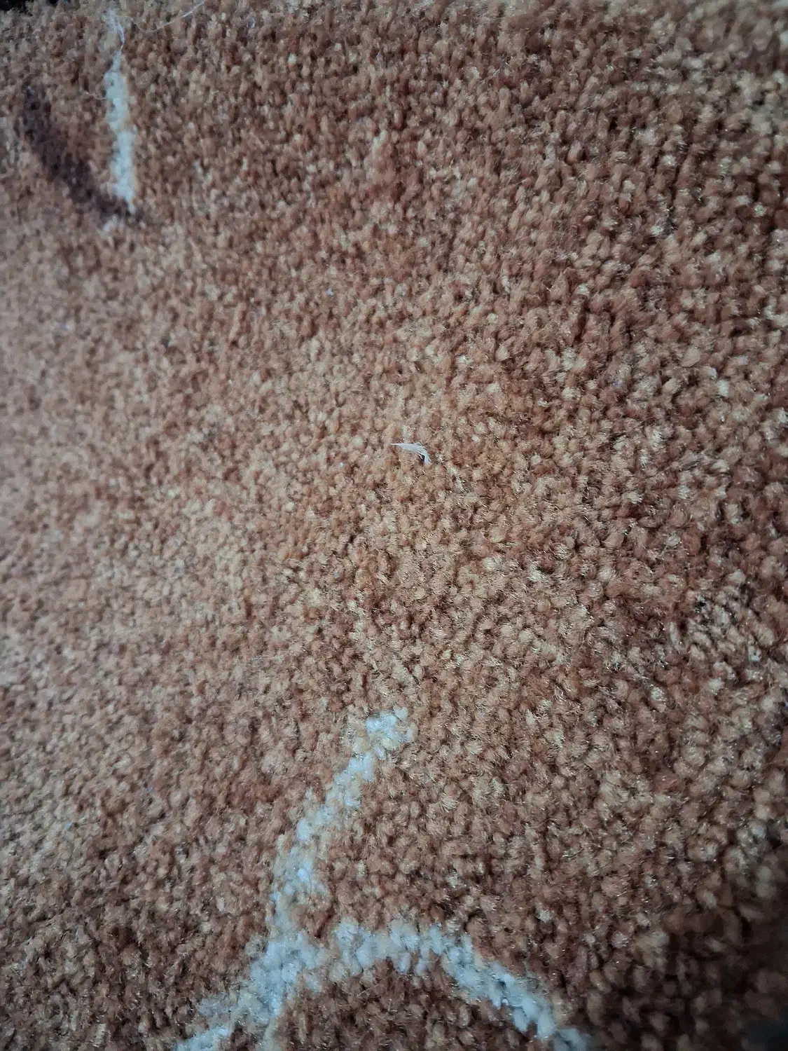 پالاز موکت|موکت|صومعه‌سرا, |دیوار