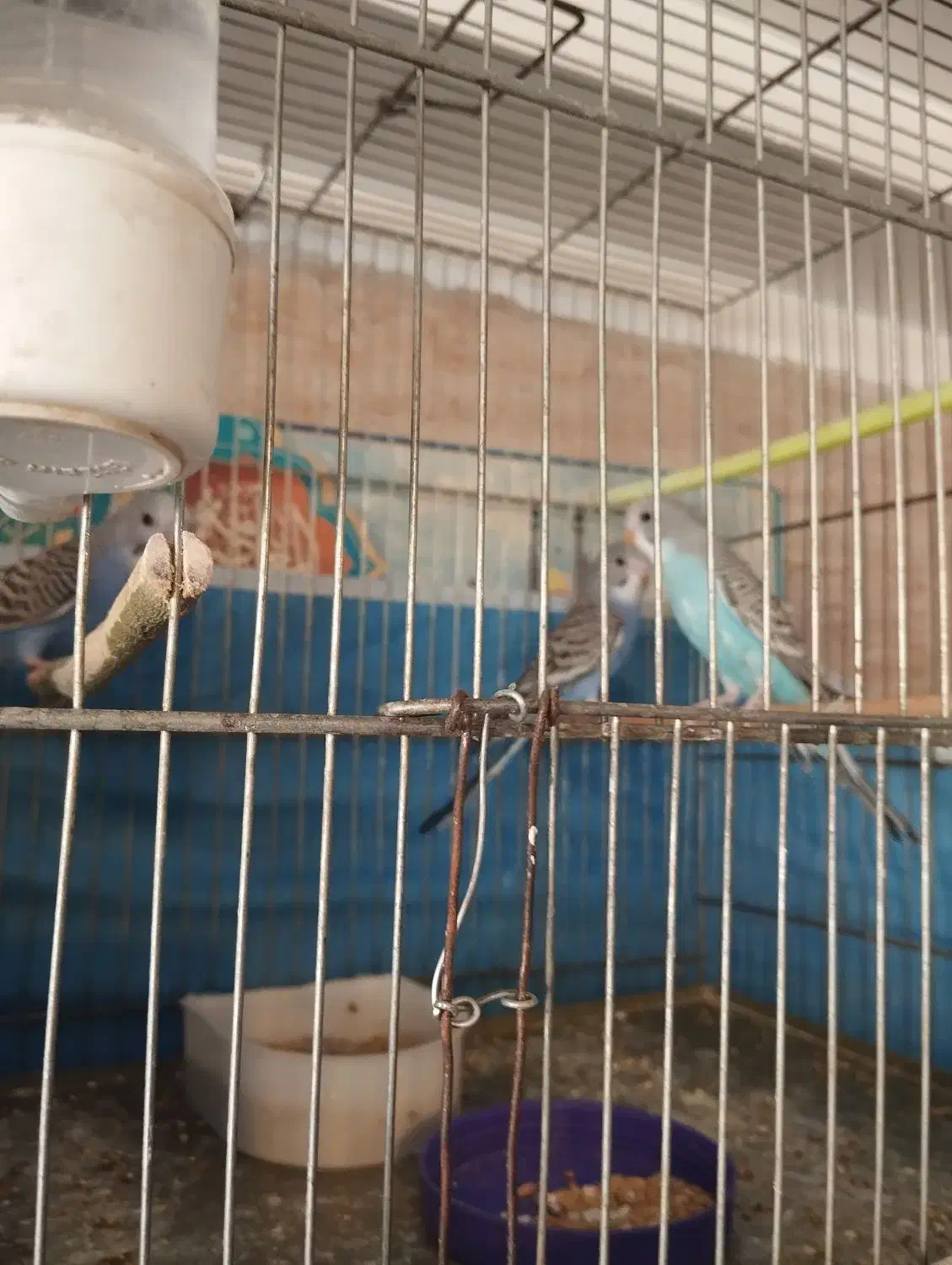 ۱عددمرغ عشق نر|پرنده|قم, شهرک مهدیه (مدرس)|دیوار