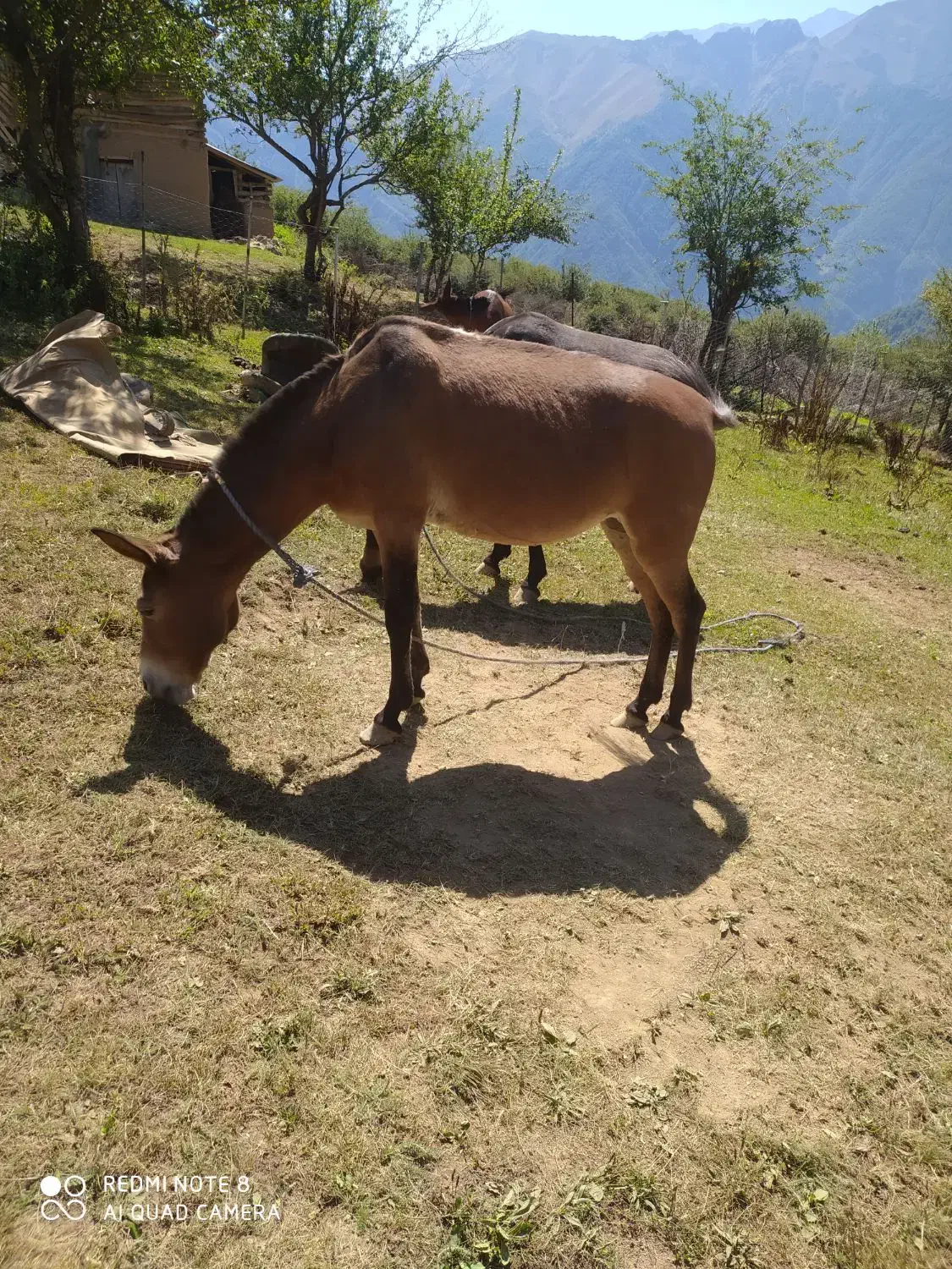 قاطر|اسب و تجهیزات اسب‌سواری|تنکابن, |دیوار