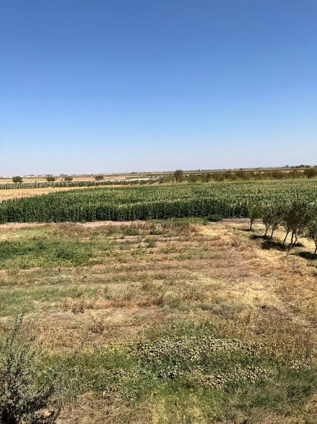 باغ انگور داربستی|فروش دفتر صنعتی، کشاورزی، تجاری|دشتابی, |دیوار