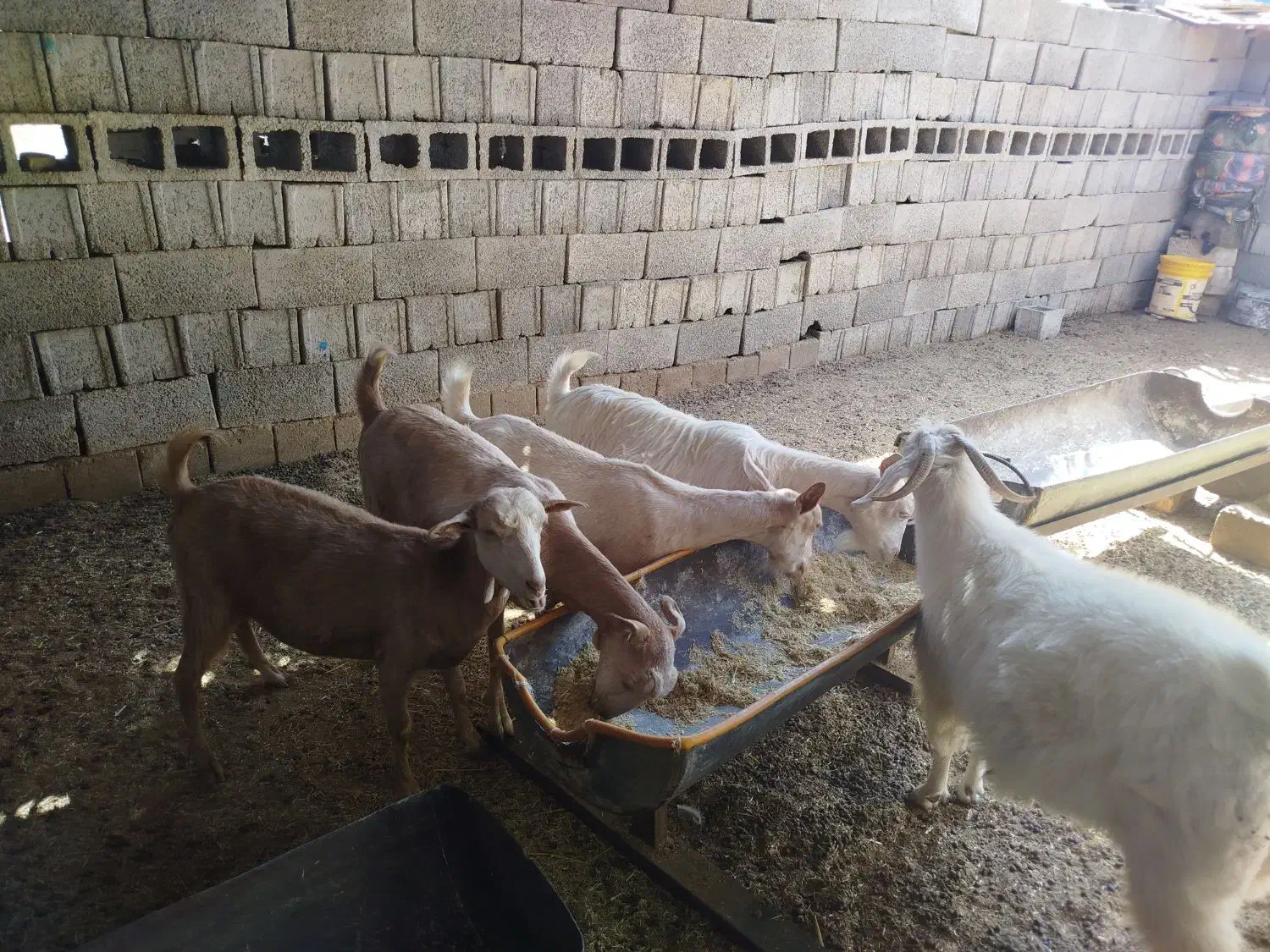 فروش بز دورگه سانن|حیوانات مزرعه|سیرجان, |دیوار