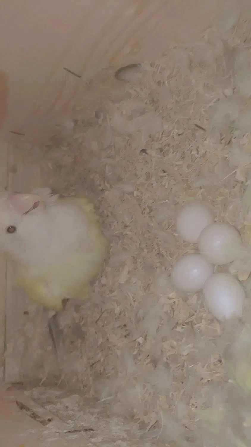 طوطی برزیلی رو تخم|پرنده|دوگنبدان, |دیوار