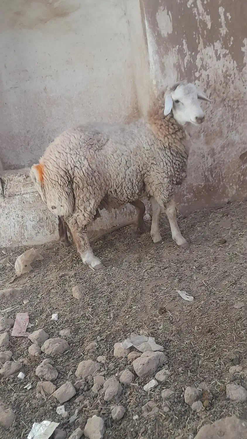 بره نر|حیوانات مزرعه|باخزر, |دیوار