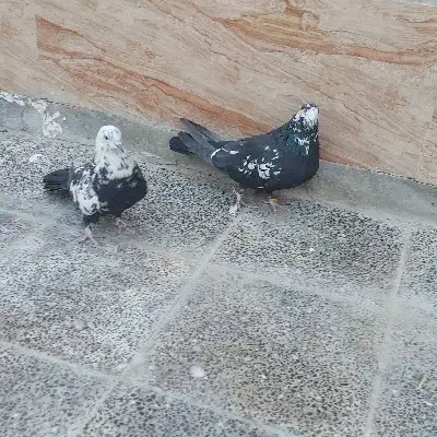 کبوتر اصفهانی|پرنده|برخوار, |دیوار