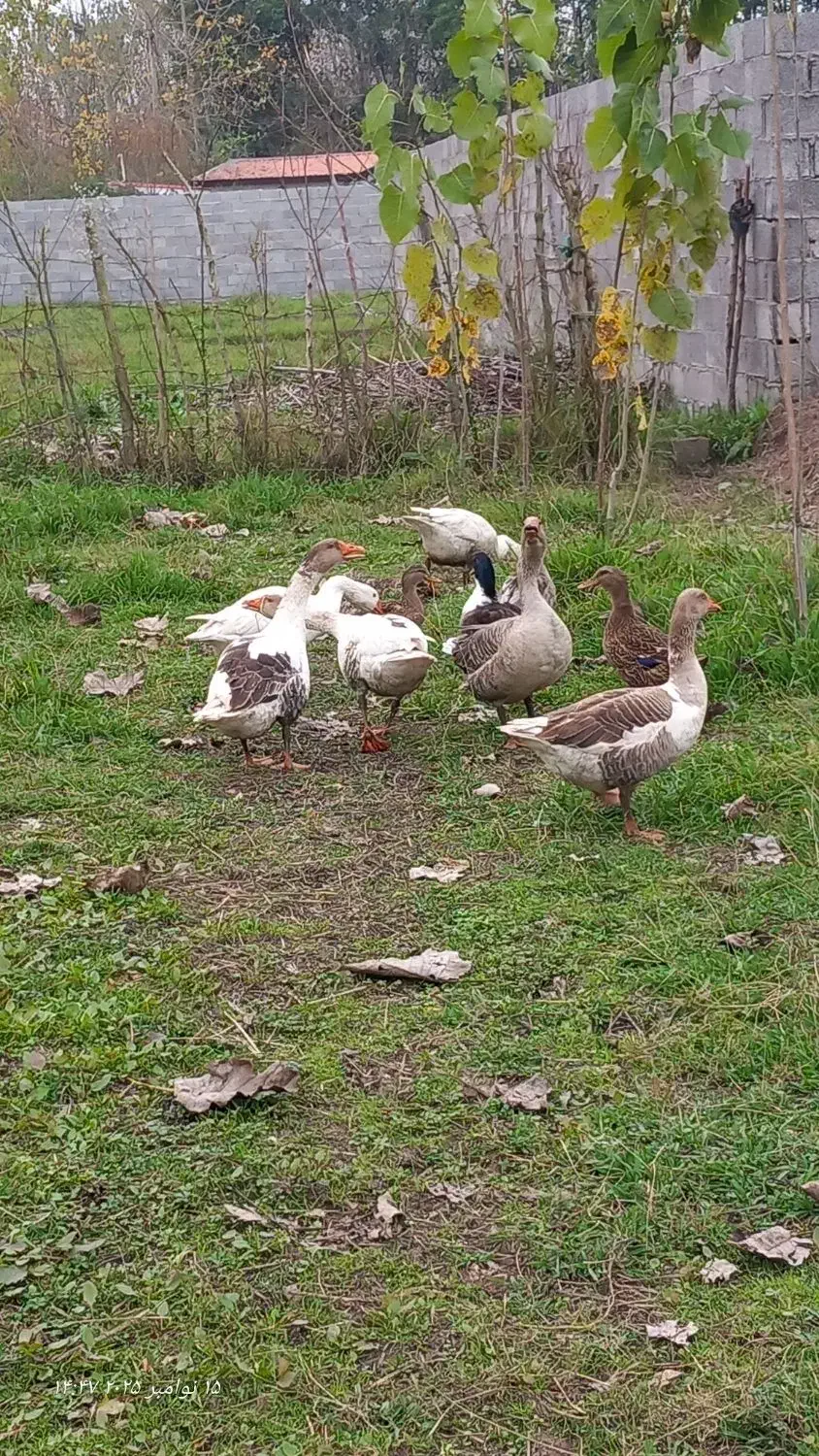 فروش غاز بالغ|حیوانات مزرعه|خمام, |دیوار