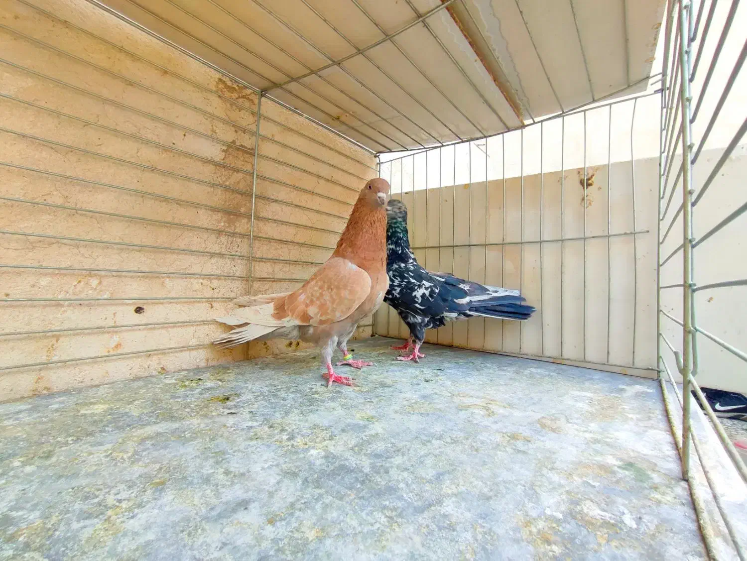 مایه کبوتران پرشی کاشان|پرنده|کاشان, میدانگاه آقا|دیوار