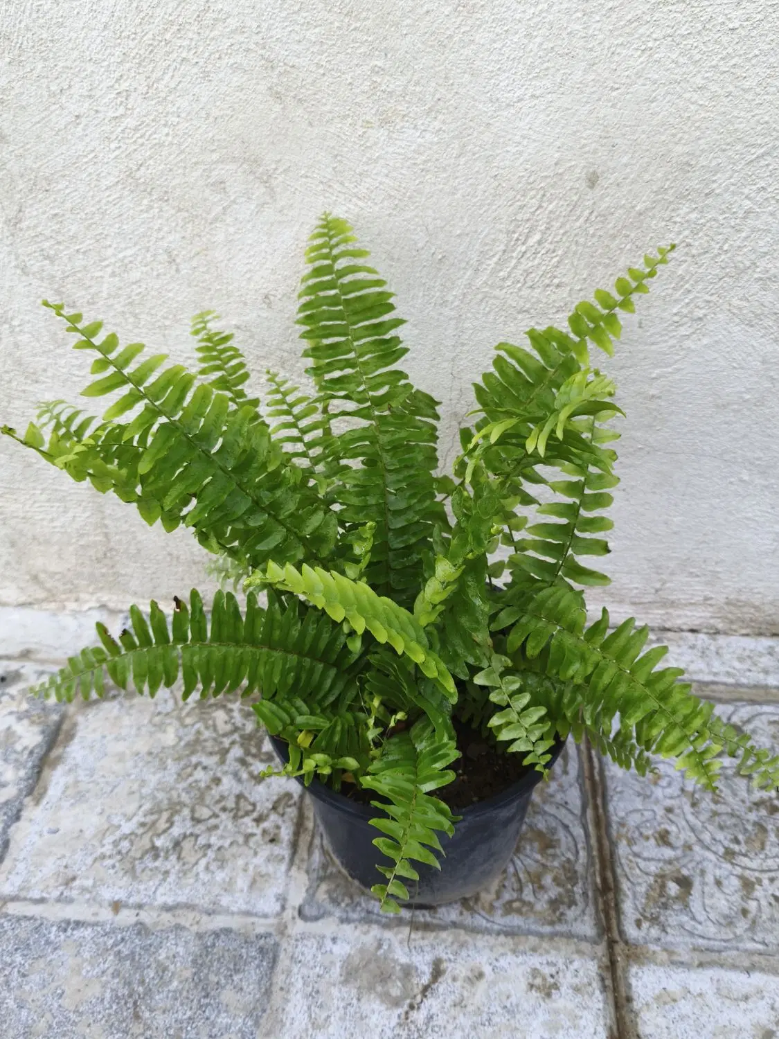 سرخس و ...|گل و گیاه طبیعی|ارومیه, |دیوار