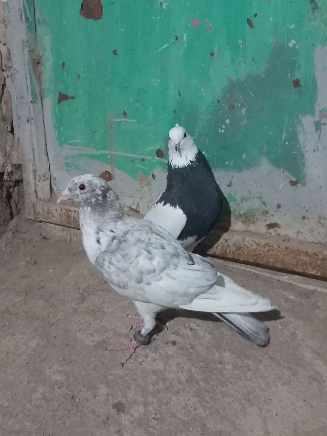 طوقی. سار|پرنده|تربتحیدریه, چهارراه خواف|دیوار