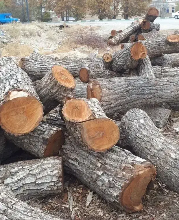 خرید چوب با اره موتوری|خدمات باغبانی و درختکاری|نوشین شهر, |دیوار