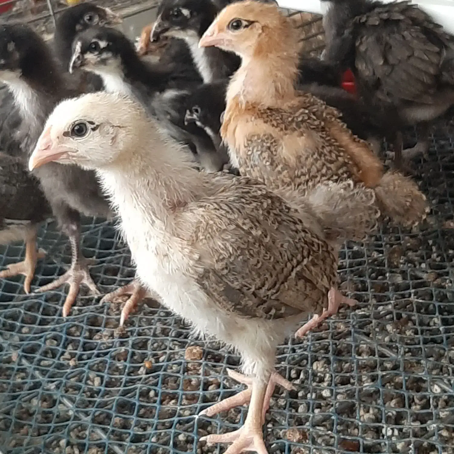 جوجه مرغ خروس بومی محلی تخمگذار لوهمن آمروک پاسیاه|حیوانات مزرعه|شیراز, دودمان|دیوار