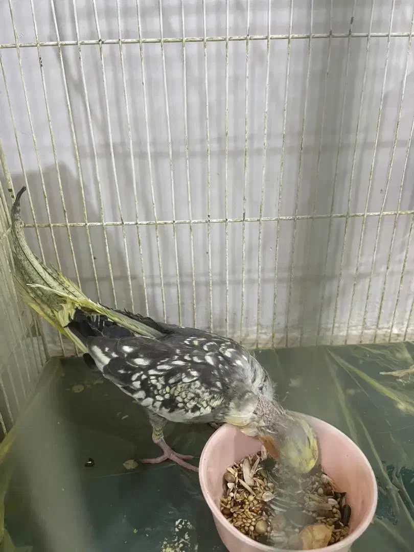 عروس هلندی|پرنده|رودهن, |دیوار