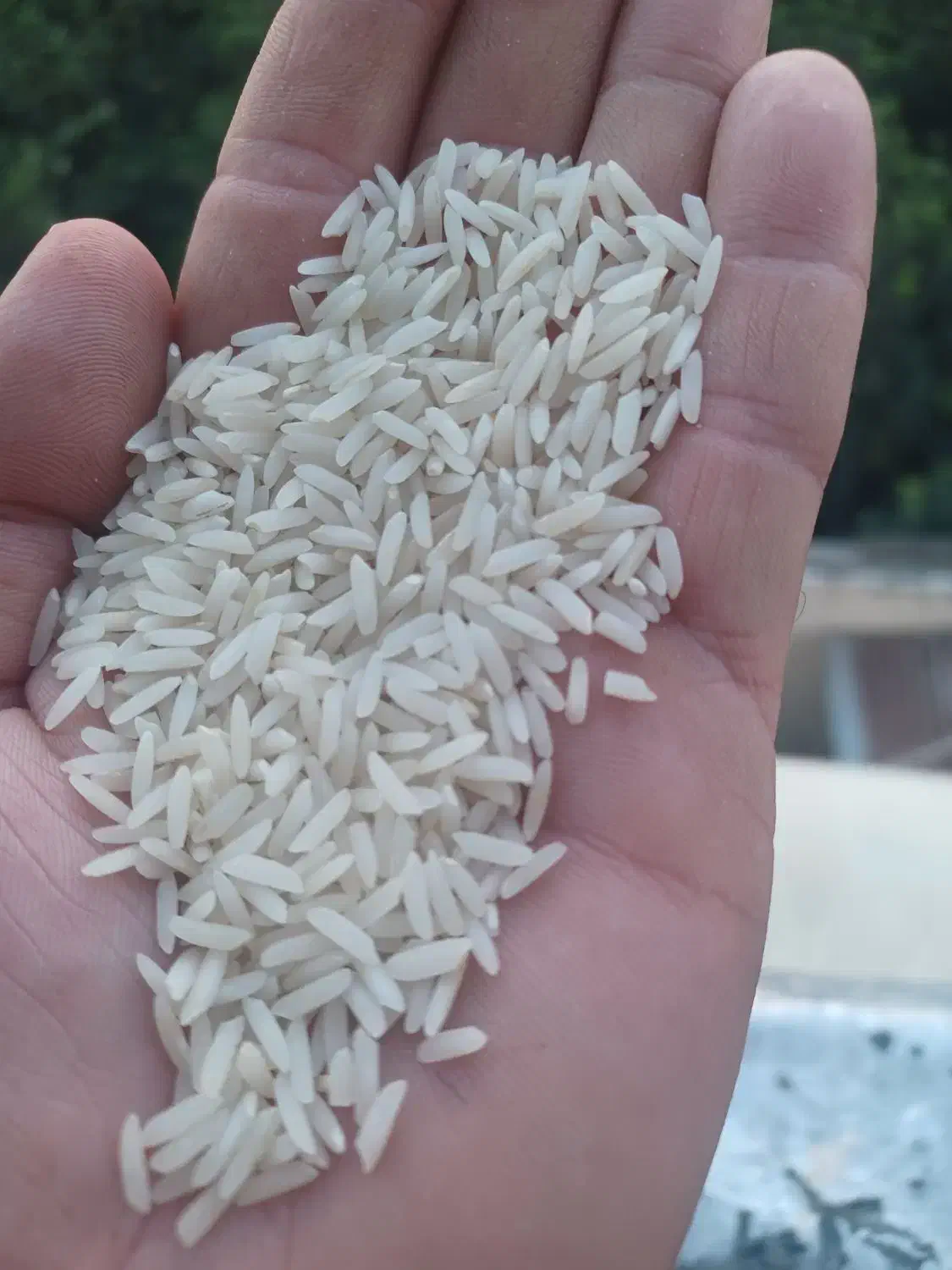 برنج هاشمی رتون یا دونوج|خوردنی و آشامیدنی|جویبار, |دیوار