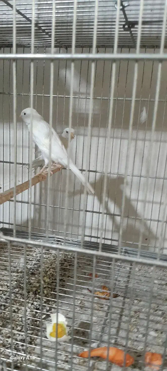 قناری سفید|پرنده|خمینیشهر, |دیوار