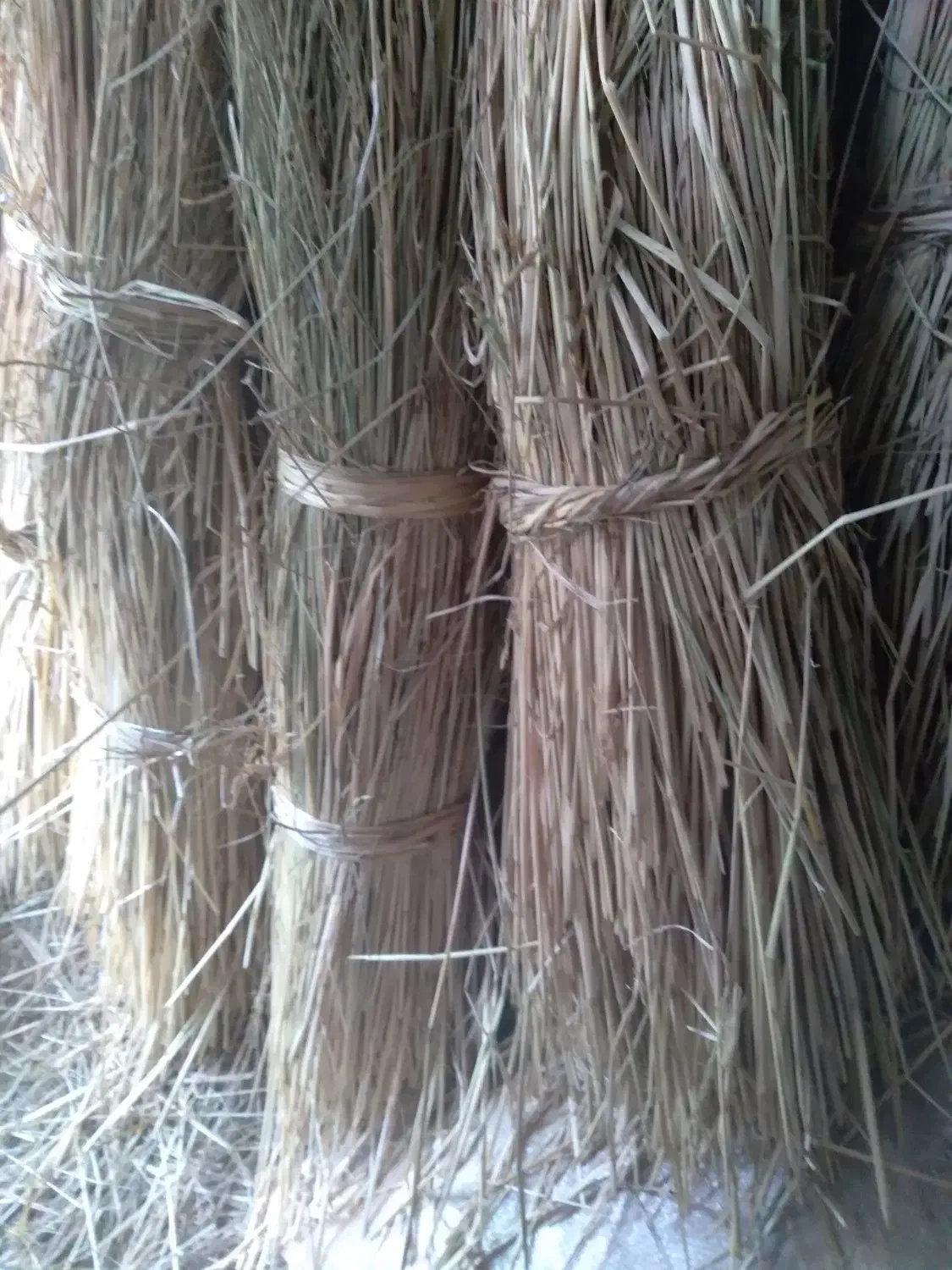 فروش کولوش|لوازم جانبی حیوانات|طاهرگوراب, |دیوار