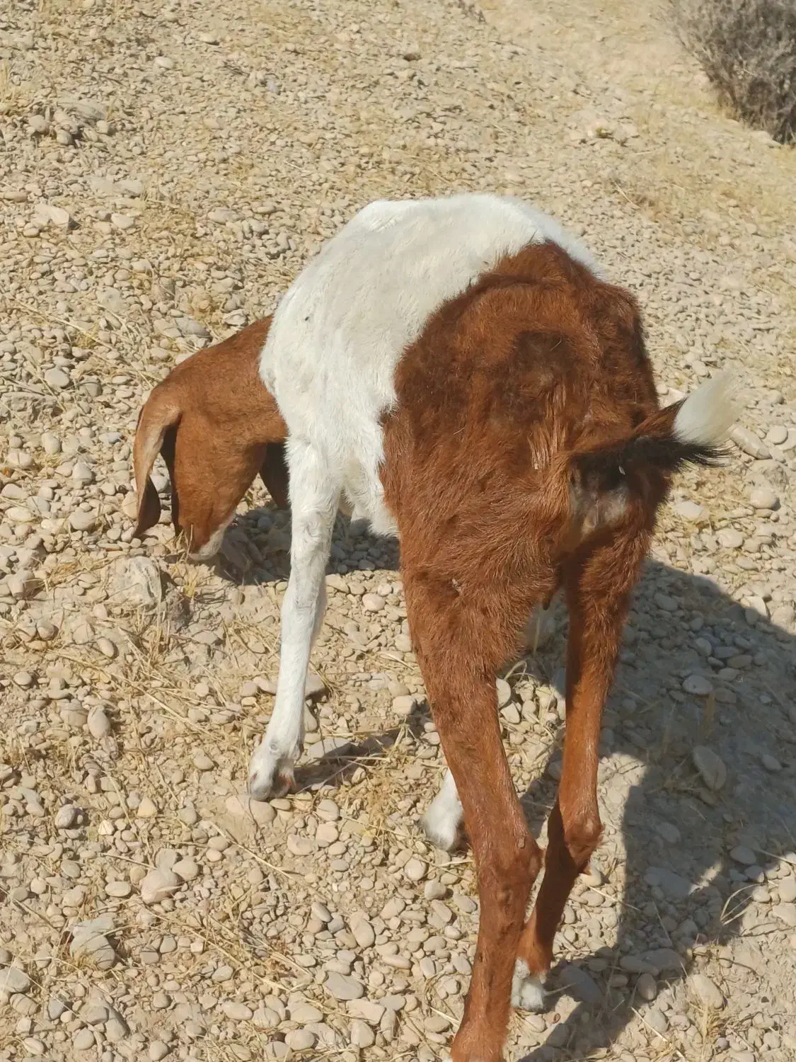 بز یا کهره|حیوانات مزرعه|خورموج, |دیوار