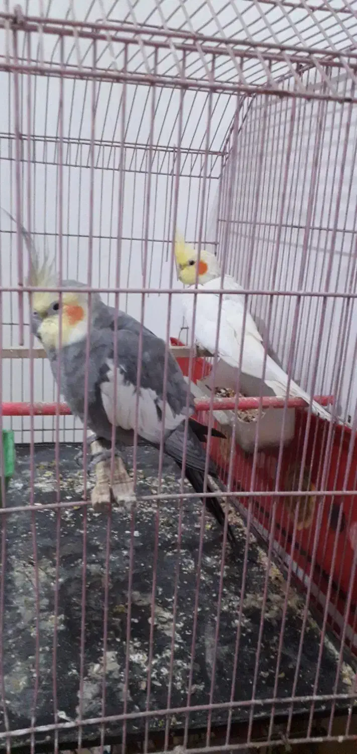 عروس هلندی|پرنده|سیرجان, |دیوار