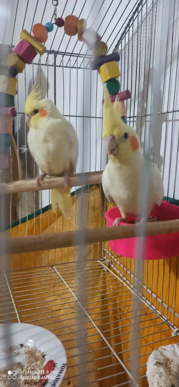 جوجه عروس هلندی|پرنده|کرمان, |دیوار