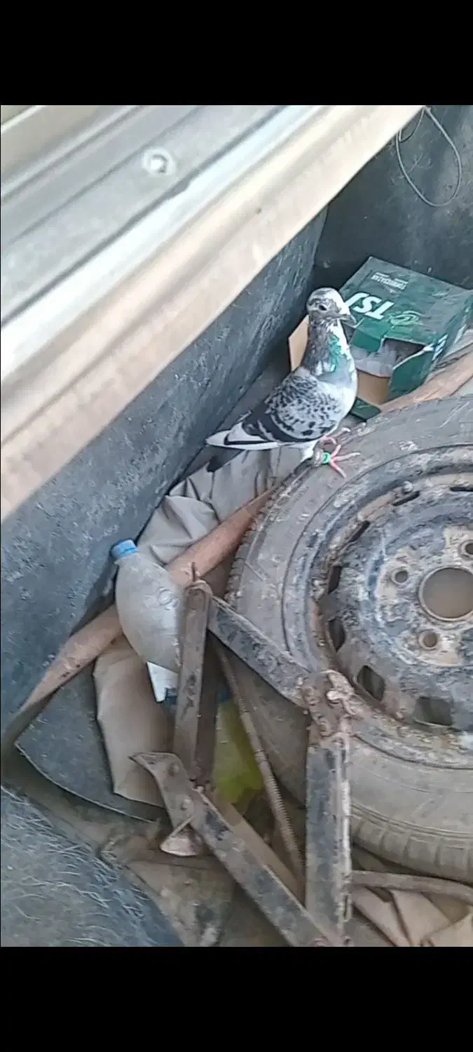 کبوتر پلاکی|پرنده|بشاریات, |دیوار