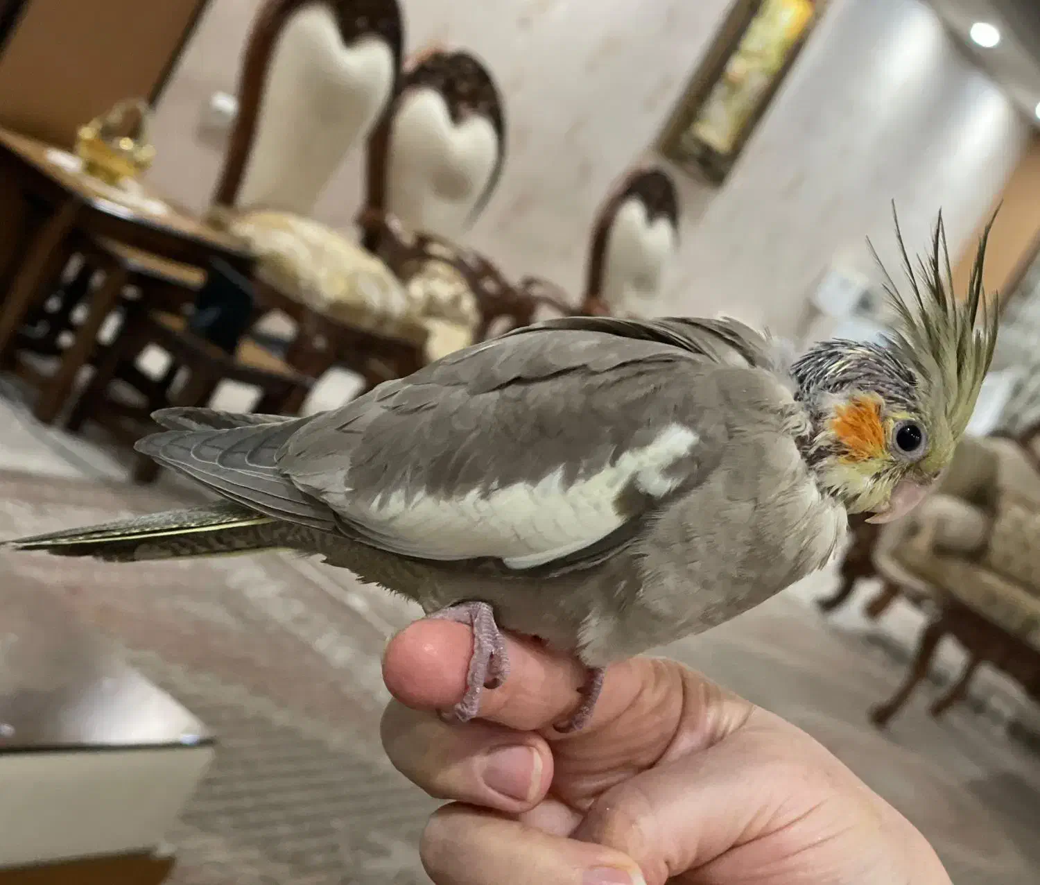 جوجه عروس هلندی ۳۵ روزه|پرنده|فردیس, منظریه|دیوار