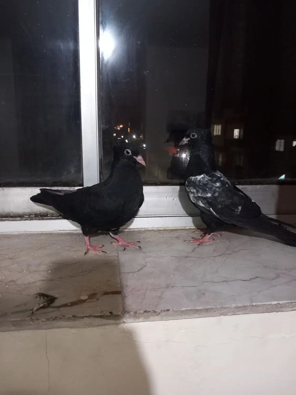 کبوتر|حیوانات|بجنورد, |دیوار