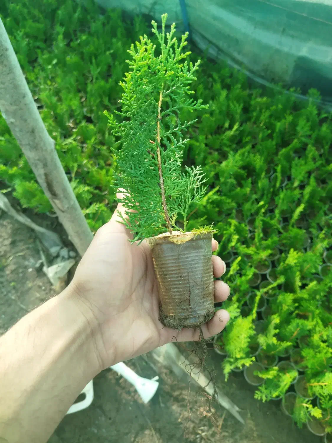 کامیس نوکدار نشا|گل و گیاه طبیعی|چابکسر, |دیوار
