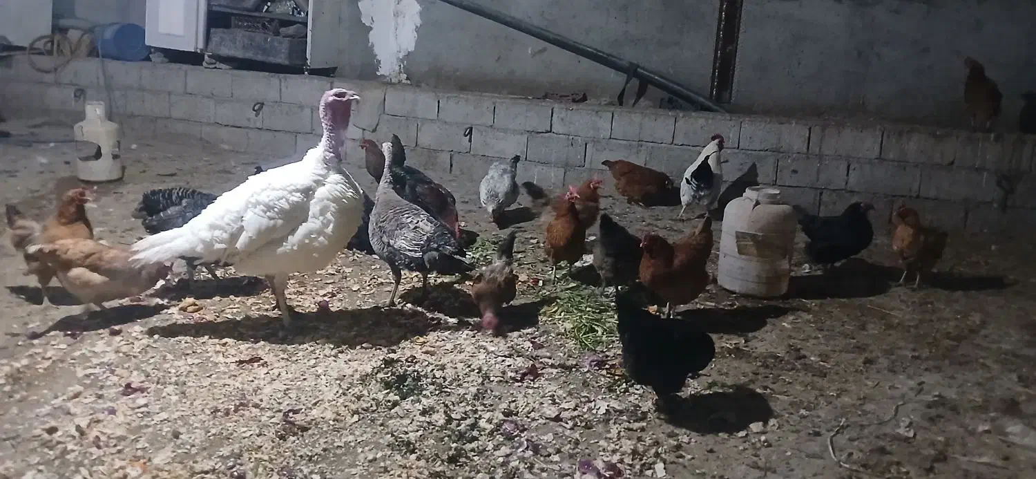 هشتر خان|حیوانات مزرعه|مشگین شهر, |دیوار