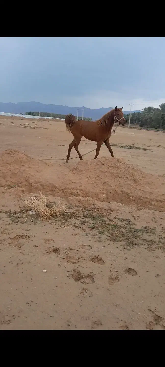 مادیان|حیوانات مزرعه|وحدتیه, |دیوار