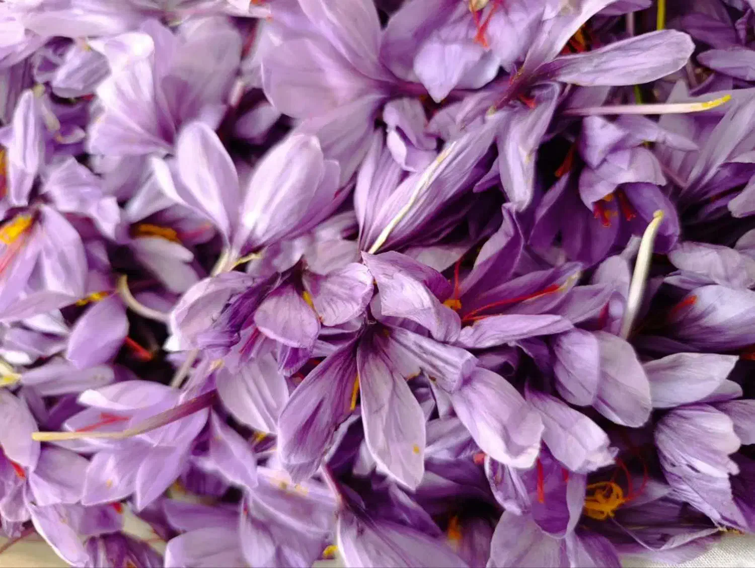 فروش زعفران از دست کشاورز|خوردنی و آشامیدنی|سرایان, |دیوار