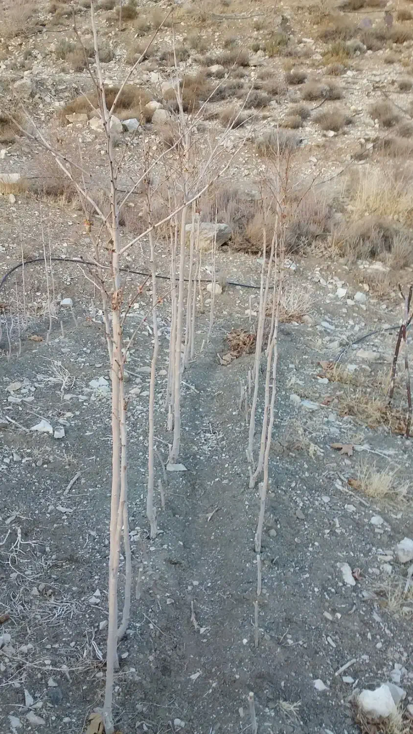 نهال چنار|خدمات باغبانی و درختکاری|باشتین, |دیوار