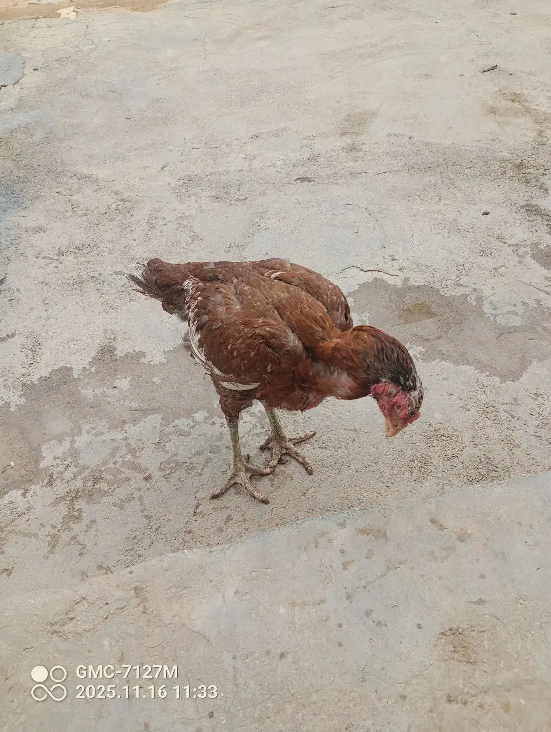 با سلام مرغ لاری شش دانگ|حیوانات مزرعه|سرپل ذهاب, |دیوار