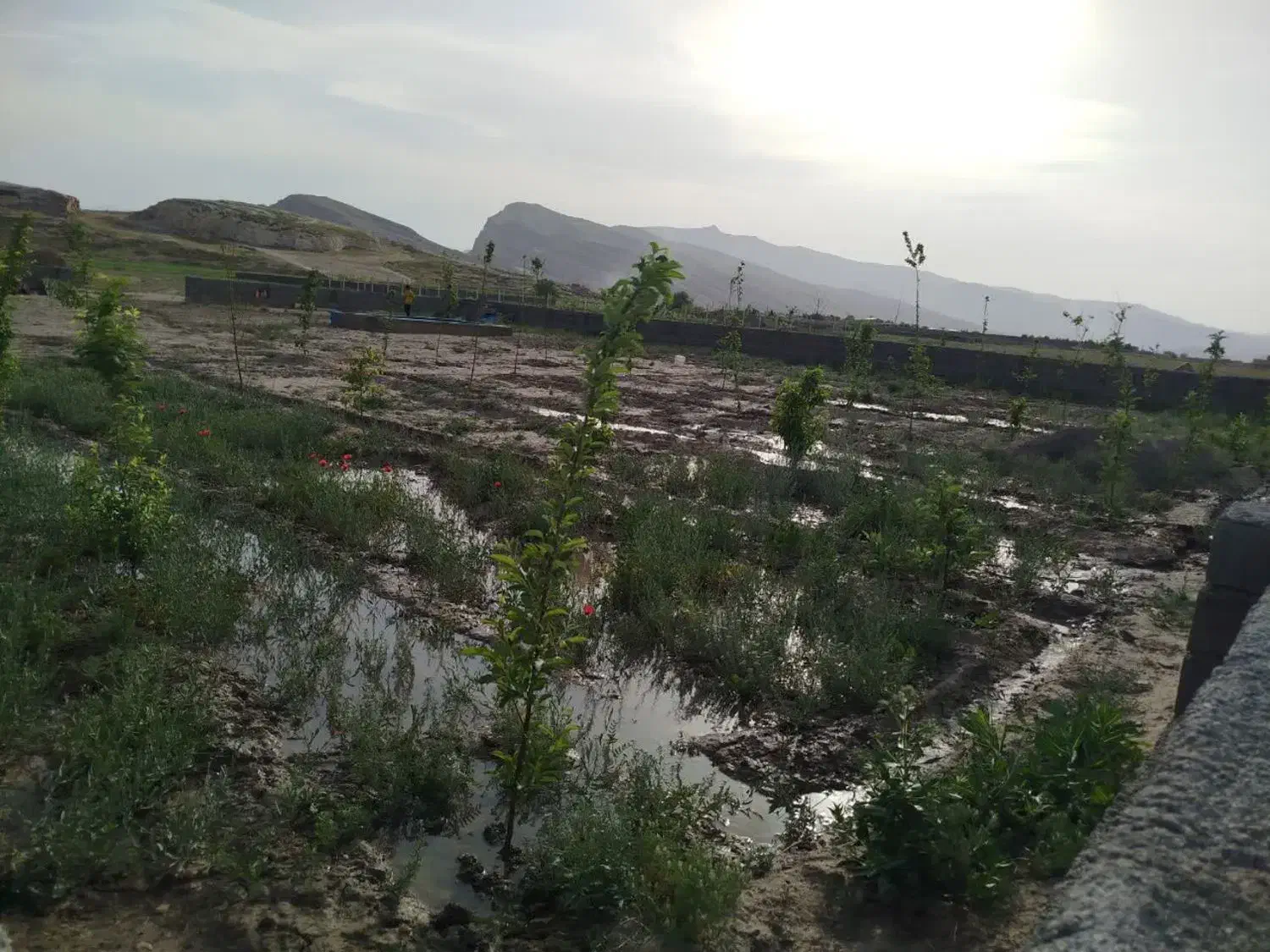 باغ فروشی 1000 متر نرسیده به روستای جمعاب|فروش زمین و ملک کلنگی|گلبهار, نوبهار|دیوار